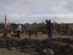 İthal kurbanlık satışı yapılmayacak
